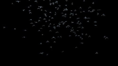 Realistic Flock of Birds Flying as an Alpha Channel Overlay