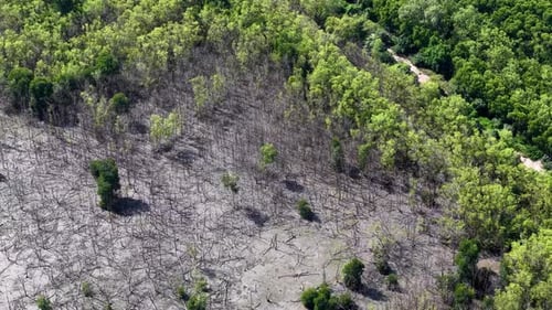 Aerial View of Dying Mangrove Trees in Tropical Forest