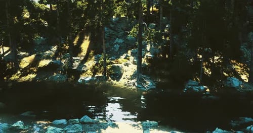 Calm Forest Pond Reflecting Sunlight and Tall Trees in Serene Natural Setting