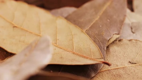 Bay Leafs Macro Close Up Bay Leaf Top View Green Leaf Background