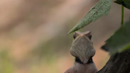 Indian Garden lizard looking closeup view