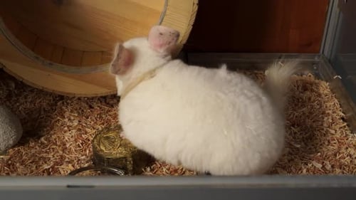 Closeup of active white chinchilla in a collar explores the cage and plays with a running wheel toy