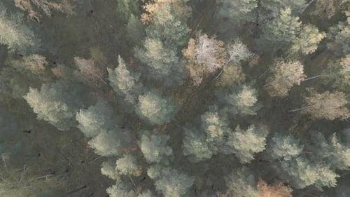 Top Down View of Autumn Forest Fall Woodland Aerial Shot