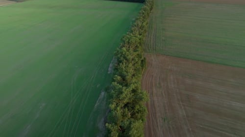 Aerial drone shot of trees separating fields. tree vegetation in rural areas. 4K videos.