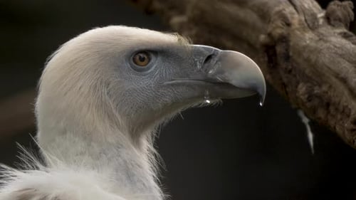 Isolated close-up profile view of a vulture (Gypohierax angolensis) looking around.