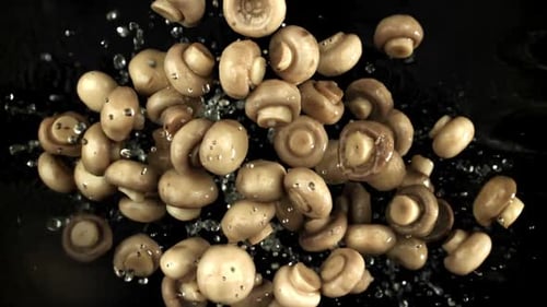 Fresh Mushrooms with Water Droplets on Black Background