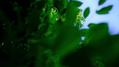 Baum und Blätter von unten bei sonnigem Wetter