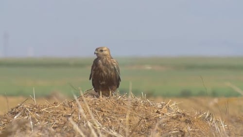 Hawk Perched Calmly on Mound in Pasture