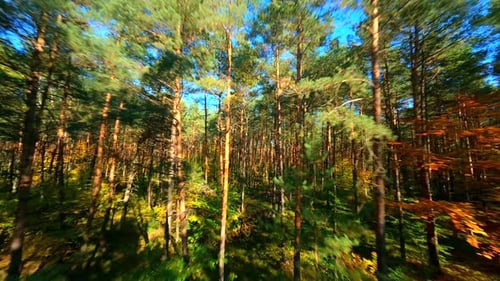 FPV Flight Through Autumn Forest