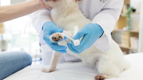 Veterinarian Bandaging Dog Paw in Clinic