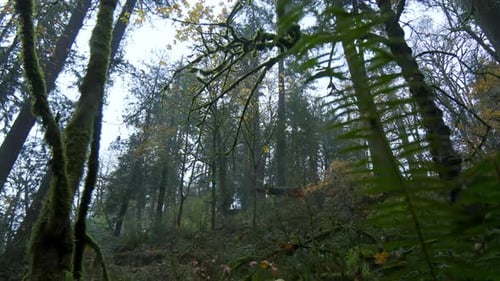 Weitwinkelaufnahme der Bewegung durch ein üppiges und abgefallenes Blatt im wunderschönen Herbstwald in Oregon