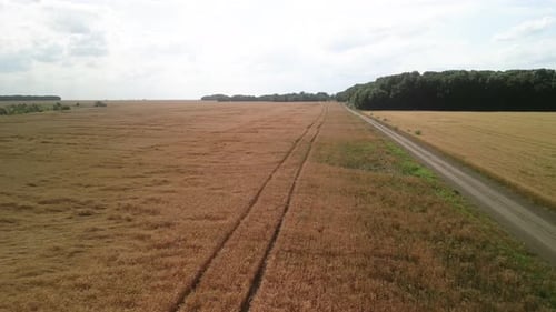 Wheat field aerial view in Ukraine