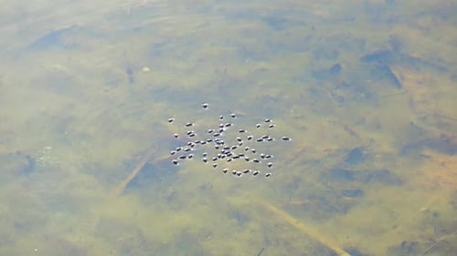 Natur des Sees Misnitsko 27