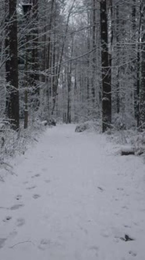 Alaska Winter Peaceful Journey Through Icy Woodland Scenery Silent Snowclad Forest Pathway Winding