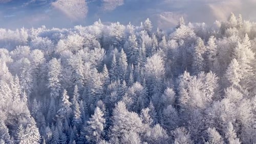 Luftaufnahme eines frostbedeckten Waldes an den Berghängen