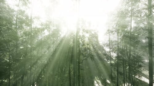 Sunlight Streaming Through a Bamboo Forest