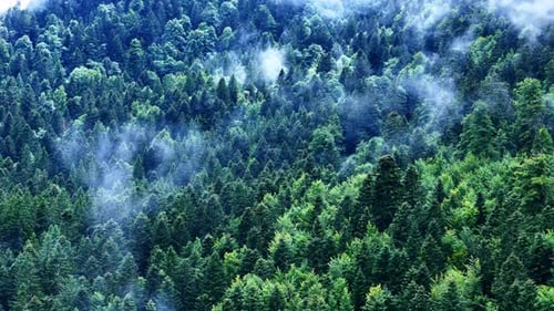 Aerial slow orbiting view of a dense conifer forest blanketed in morning mist, with sunlight diffusi