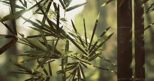Sunlight Filtering Through Bamboo Leaves in a Serene Forest Setting