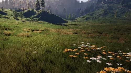 Pine Tree Forrest in the Montains