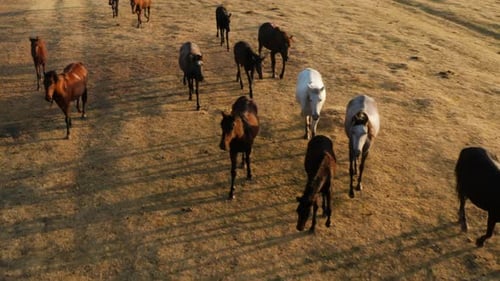 Aerial View of Herd of Horses Grazing at Sunset