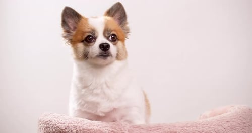Chihuahua purebred dog detail on a neutral background with copy space