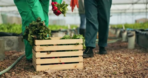 Workers Harvesting Vegetables in Greenhouse, Filling Crates