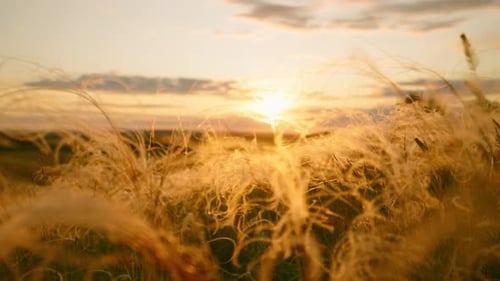 Closeup Wheat Spikelets on Field on Beautiful Nature Sunset Landscape on Sun Rays Grown Rich Harvest
