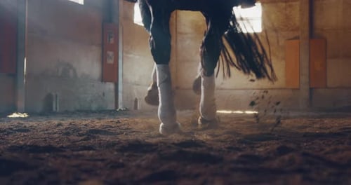 Cinematic slow motion close up of bay horse legs during exercises for competition of horse racing