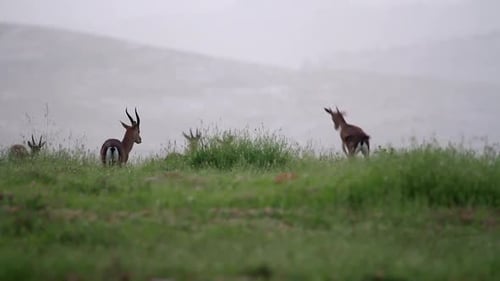 Israeli mountain gazelle running and jumping in the field