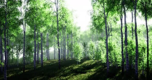 Lush Green Forest Standing Under Soft Morning Light with Vibrant Foliage