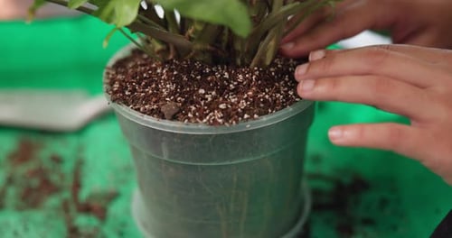 Gardening, fertilizer and hands of person with pot plant for growth, healthy leaves and maintenance