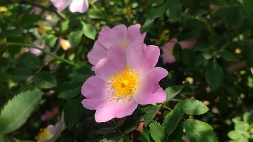 Close up of Pink Dog Rose Flowers