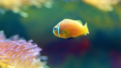 Solitary Orange Skunk Clownfish Swimming Peacefully