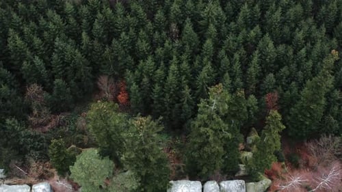 Breathtaking Shot Of Trees On A Mountain Forest And Natural Rock Wall, Pristine Nature Destination