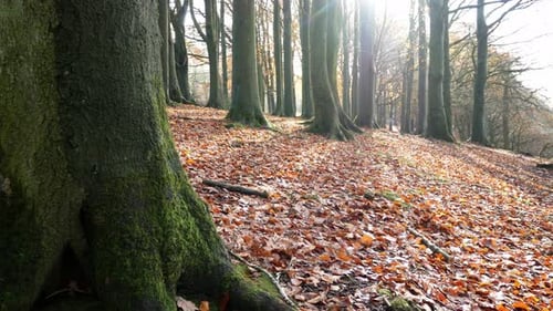 Autumn forest woodland fall foliage vibrant rural countryside dolly right from behind tree