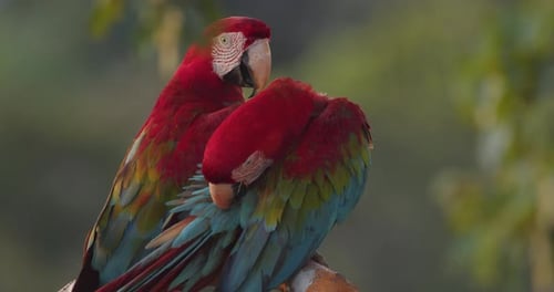 Atemberaubendes Paar mit grünen Flügeln, das zusammen auf einem Ast im peruanischen Regenwald steht und im sanften Nebel leuchtet