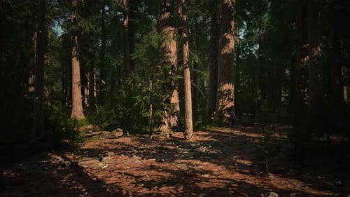 Giant Sequoia Trees Towering Above the Ground in Sequoia National Park