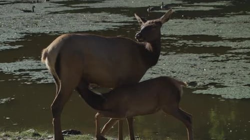 Faune canadienne - Des cerfs majestueux marchant le long des berges d'une rivière