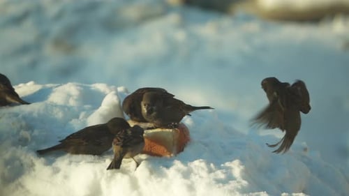 Sparrows Eating Bread on a Snowy Winter Day