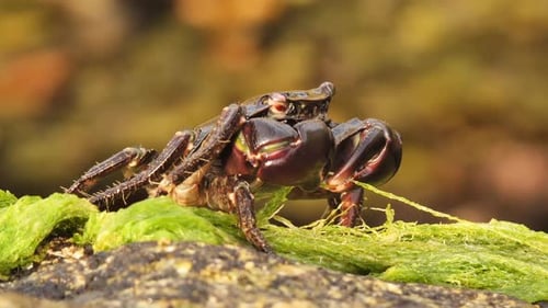 Crab Eating Algae on Rock by the Ocean