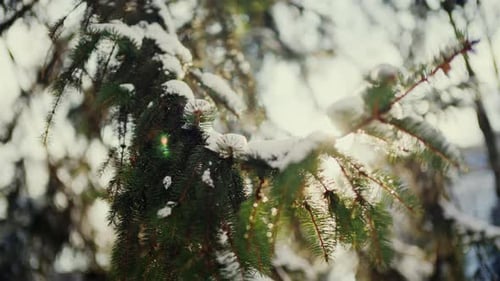 Nahaufnahme eines immergrünen Kiefernzweigs, der im Sonnenlicht des Winterwaldes mit Neuschnee bedeckt ist