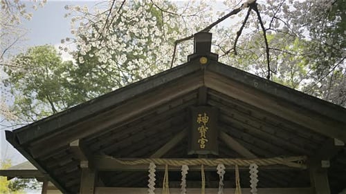 Cherry blossoms create a stunning backdrop for an ancient shrine located in Fushimi Inari. Text tran