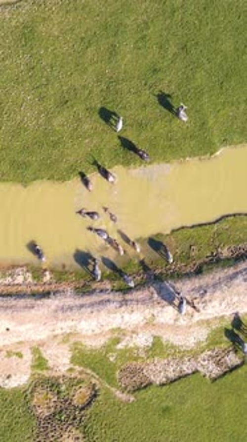 Troupeau de buffles d'eau traversant un petit canal le long d'une prairie dans la région asiatique de Haor - plan de haut en bas.