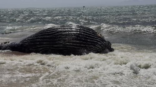 Beached Whale Washed Ashore on Sandy Beach