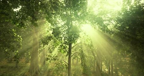 Sunlight Filtering Through Lush Forest Trees Creates a Serene Atmosphere