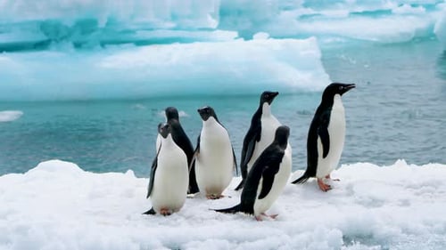 Six Adelie penguins were standing on the snow and ice at the beach.