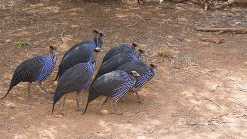 Herde Geier-Perlhuhn Acryllium Vulturinum Walking Samburu Kenia.