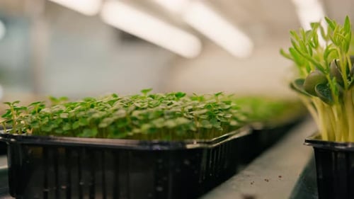 Vibrant Microgreens Growing Indoors