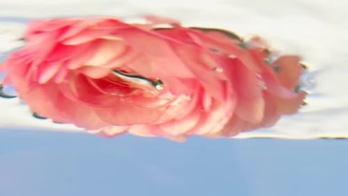 Nahaufnahme einer blühenden zartrosa Rosenblume mit Blütenblättern