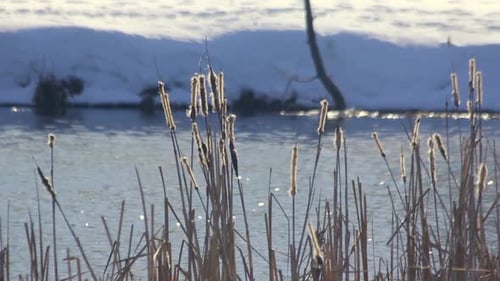 Winter Lake. Dry Reeds Sways in Winter. Winter Landscape. Dry Plants Near